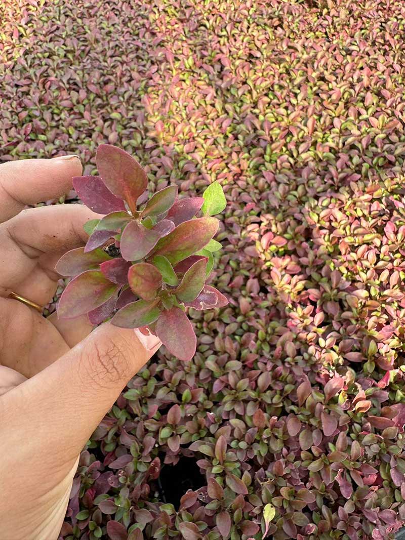五色草种苗